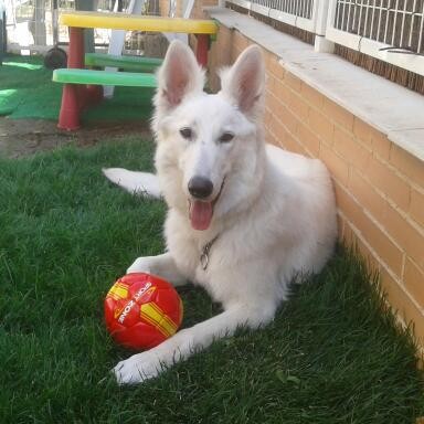 caos con su pelota